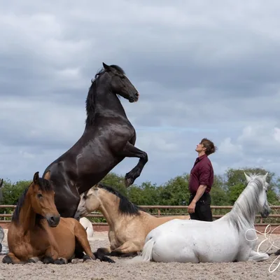 @ben_actionhorses profile image