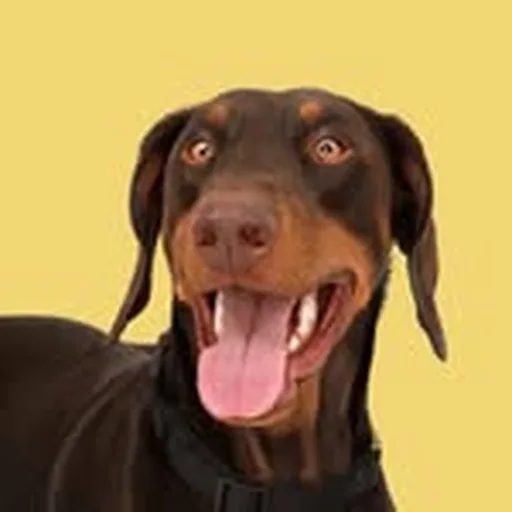 @benderthedobie profile image
