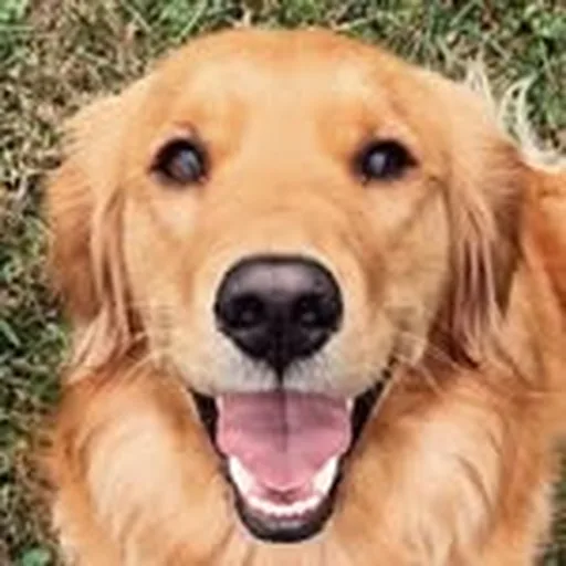 @bennieandmaple profile image