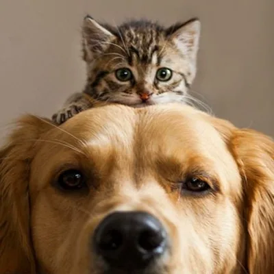 @berkeleyanimals profile image