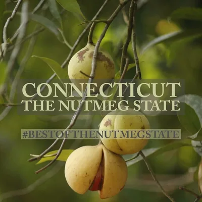 @bestofthenutmegstate profile image