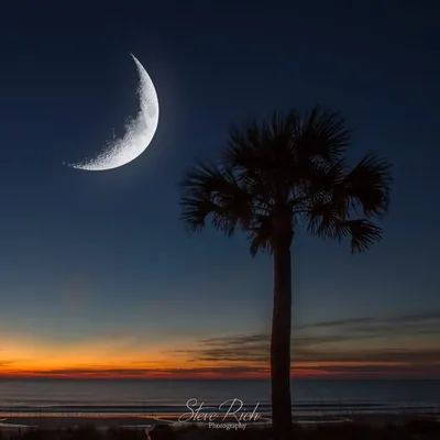 @bestofthepalmettostate profile image
