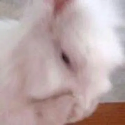 @bianchina71 profile image