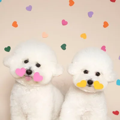 @bichon_somsom.nana profile image