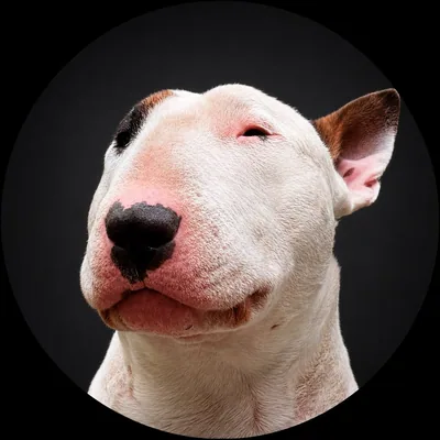 @big_bem_bullpower profile image