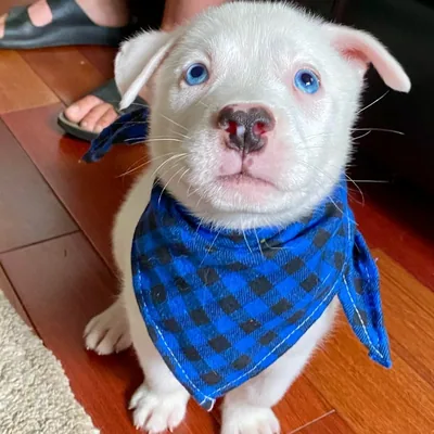 @bigandsmallrescue profile image