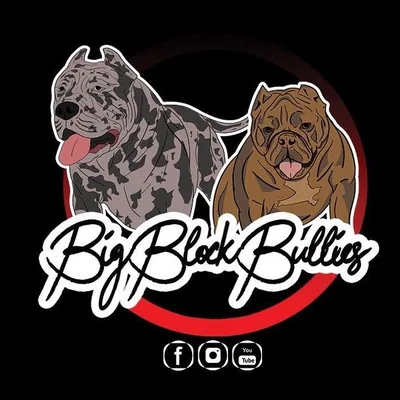 @bigblockbulliesog profile image