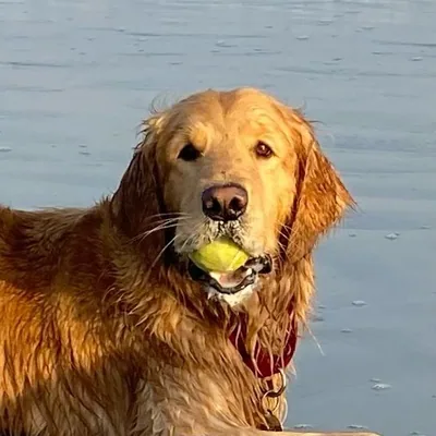 @bigdogrescueproject profile image