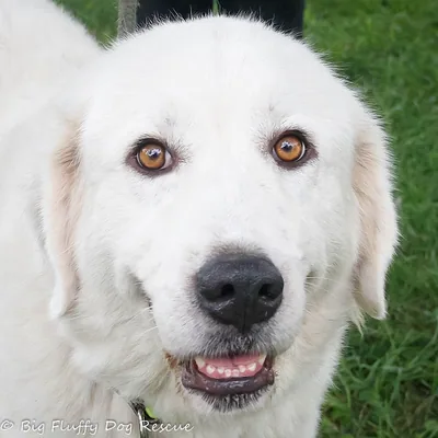 @bigfluffydogrescue profile image