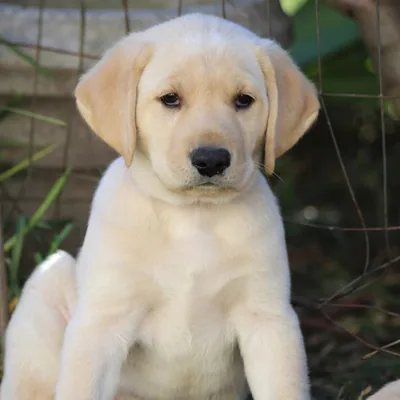 @billythekidinstadog profile image