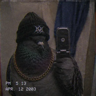 @bird.antics profile image