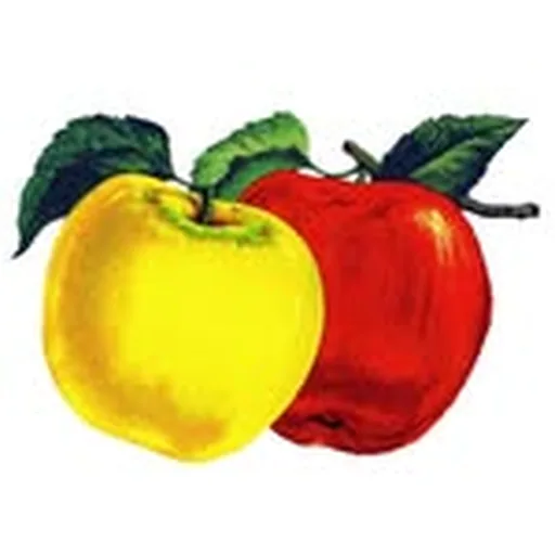 @boavistaorchards profile image