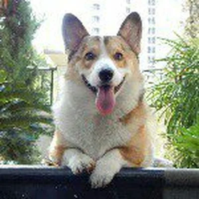 @bobbythecorgi profile image