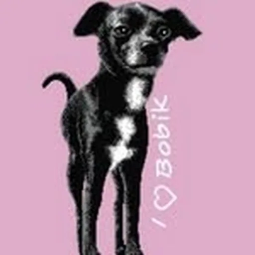 @bobiksuperdog profile image