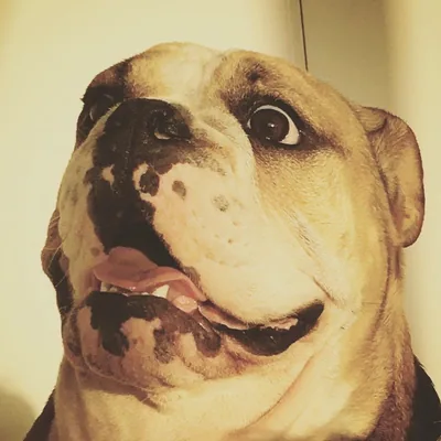 @bobiscray profile image
