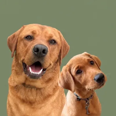 @bogeyandbirdieco profile image