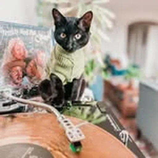 @bonezthekat profile image