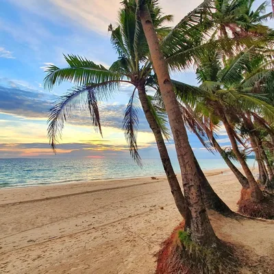 @boracay_daily profile image