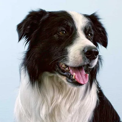 @bordercollie_love_gram profile image