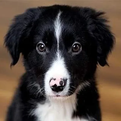 @bordercolliedork profile image