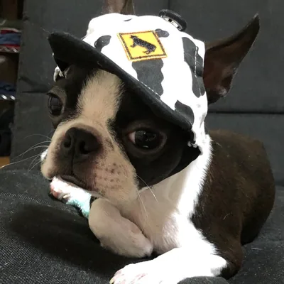 @boston_terrier_polnareff profile image