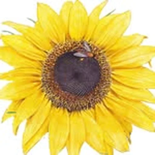 @botanical_interests profile image