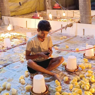 @br_poultry_farming profile image