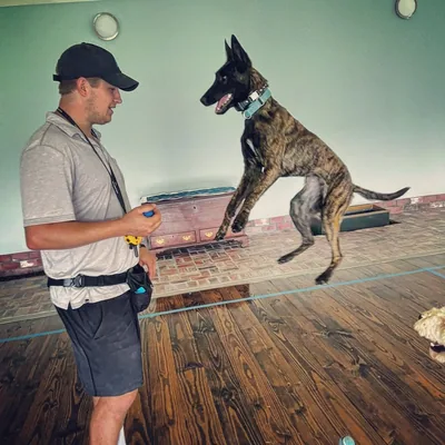 @brandywinedogacademy profile image