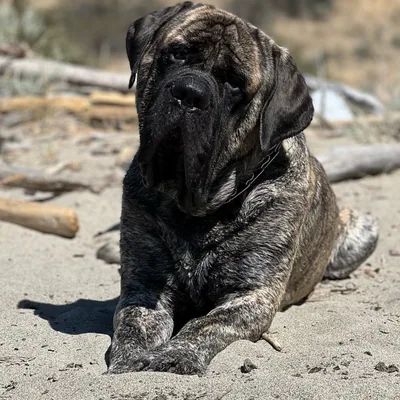@brindlebearthemastiff profile image