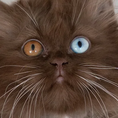 @british_shorthairs_london profile image