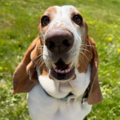 @brucethebassett profile image