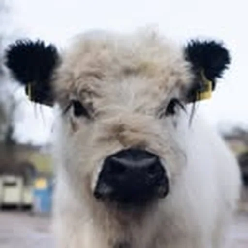 @bubis_wonder profile image
