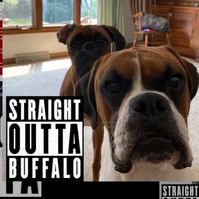 @buffaloboxerbros profile image