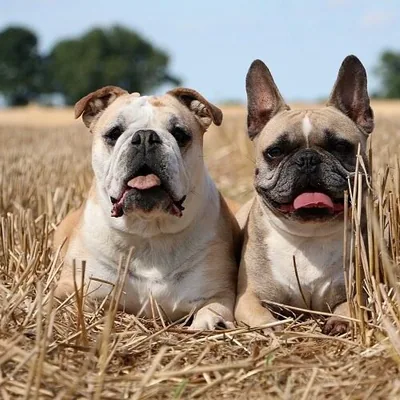 @bull_dogs_lovers profile image