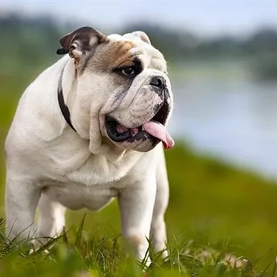 @bulldog.88 profile image