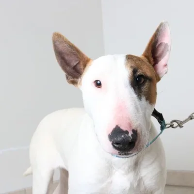 @bullterrier._.lover profile image