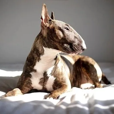 @bullterrier_fanpagee profile image