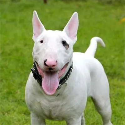@bullterrier_hub profile image