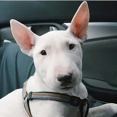 @bullterrierhub profile image
