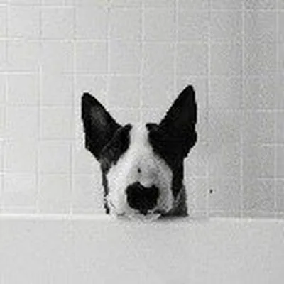 @bullterrierinstagram profile image