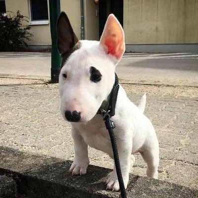 @bullterrierloversig profile image