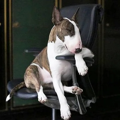 @bullterriers.ik profile image