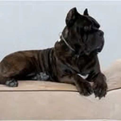 @bullybeds profile image
