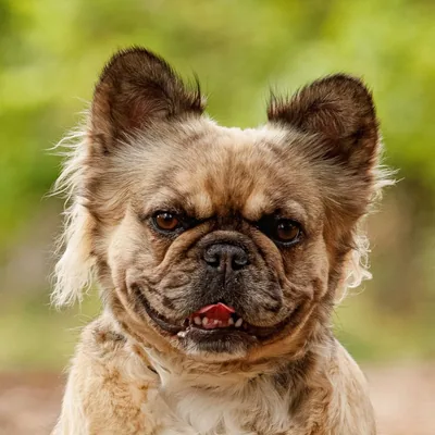@bumper.thefluffyfrenchie profile image