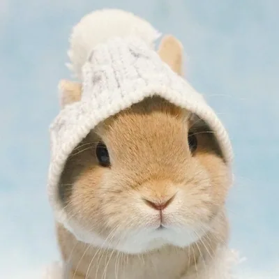 @bunniesofday profile image