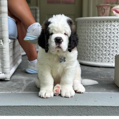 @buster_the_bernard profile image