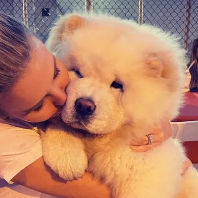 @cambridgethechow profile image