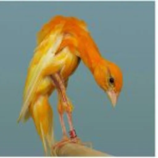 @canary_q8 profile image