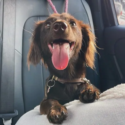 @canelatheminidachshund profile image