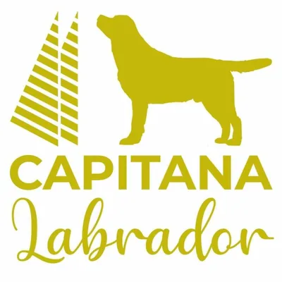 @capitanalabrador profile image